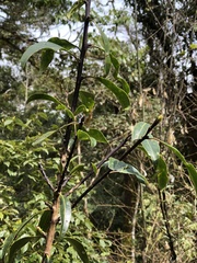 Ilex tugitakayamensis