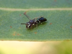 Hylaeus philoleucus