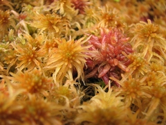 Sphagnum magellanicum
