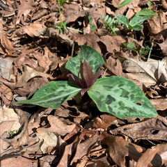Trillium reliquum