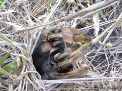 Harpactirinae
