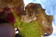 Phytomyza abdominalis