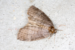 Ochropacha duplaris