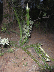Trichocereeae