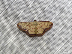 Idaea craspedota