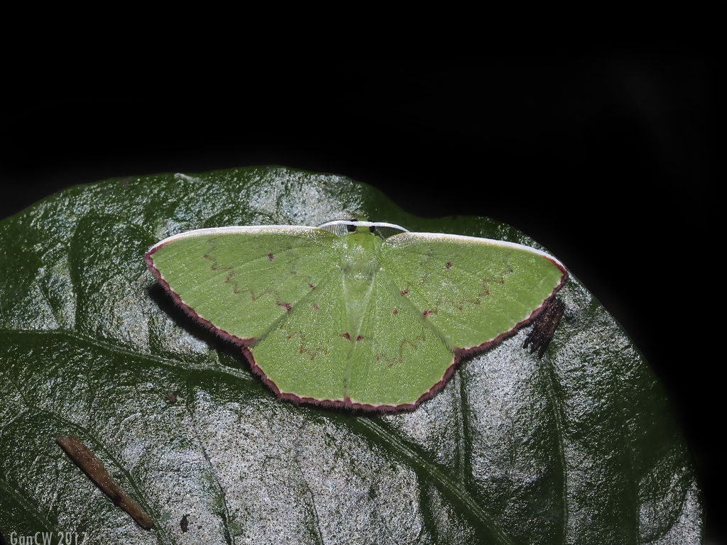 Oenospila flavifusata