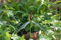 Trillium lancifolium