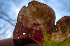 Phytomyza abdominalis