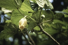 Wercklea tulipiflora