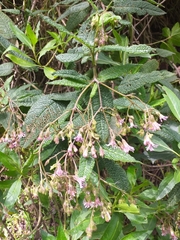 Aristeguietia glutinosa