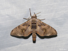 Daphnusa ocellaris