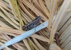 Calliptamus barbarus