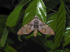Daphnusa ocellaris