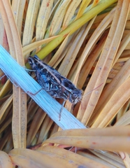 Calliptamus barbarus