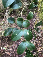 Ligustrum liukiuense