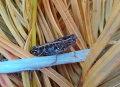 Calliptamus barbarus