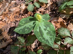 Trillium discolor