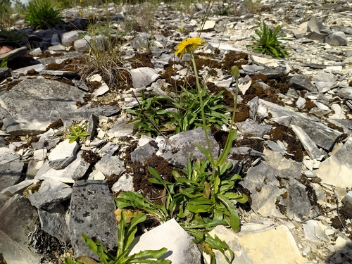Crepis alpestris