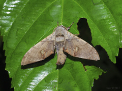 Daphnusa ocellaris