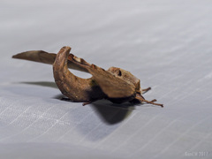 Daphnusa ocellaris