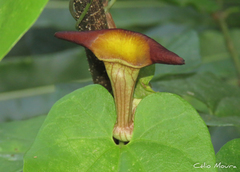Aristolochia birostris
