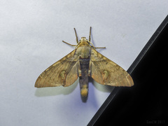 Daphnusa ocellaris
