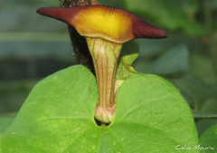 Aristolochia birostris