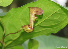 Aristolochia birostris