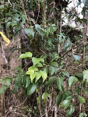 Ilex hayataiana
