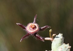 Duvalia caespitosa caespitosa