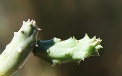 Duvalia caespitosa caespitosa