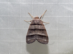 Flammona quadrifasciata