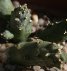 Duvalia caespitosa caespitosa