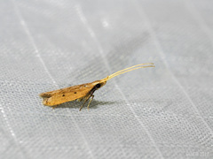 Lecithocera concinna