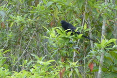 Centropus bernsteini