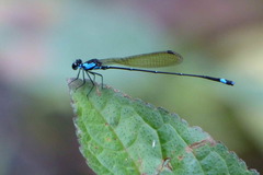 Nososticta nigrofasciata