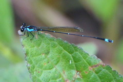 Nososticta nigrofasciata