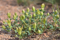Scutellaria sieversii
