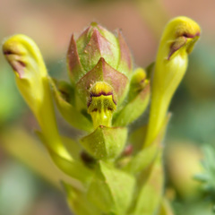 Scutellaria sieversii