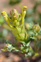 Scutellaria sieversii
