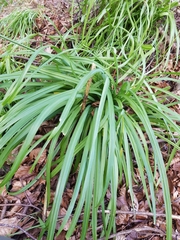 Allium triquetrum