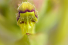 Scutellaria sieversii