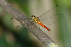 Lyriothemis meyeri