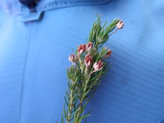 Erica mucronata
