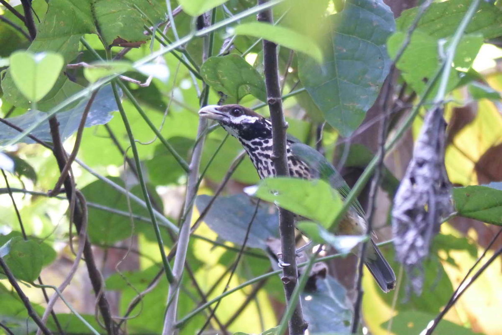 Tan-Capped Catbird