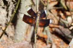 Neurothemis decora