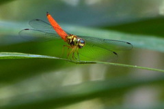 Lyriothemis meyeri