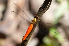 Lyriothemis meyeri