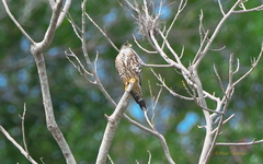 Falco columbarius