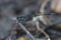 Argiocnemis ensifera